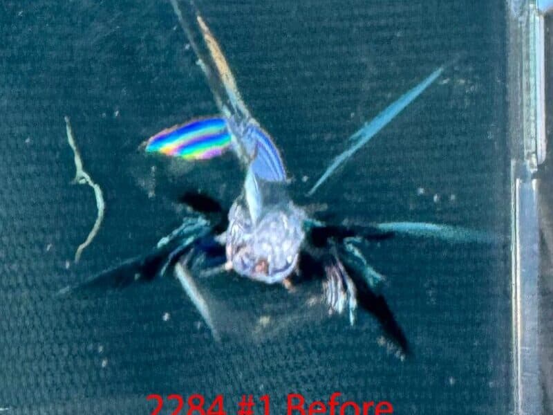 Bullseye Impact Fix — before repair